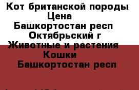 Кот британской породы › Цена ­ 1 - Башкортостан респ., Октябрьский г. Животные и растения » Кошки   . Башкортостан респ.